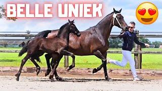 The inspection of filly Belle Uniek! daughter of QueenUniek | Wow I'm so proud!! | Friesian Horses