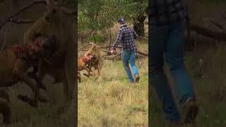 Man Rescues Dog From Fierce Kangaroo!