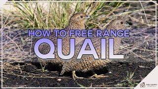 How to Free Range Quail