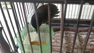 Perawatan burung jongkangan bahan yang belum ngevoer