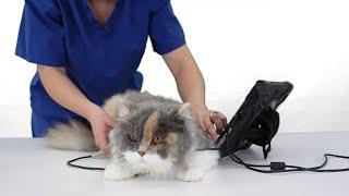 Find out why the ScanX is so popular for veterinary ultrasound