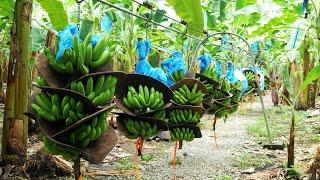 Cara Pisang Panen Cableway - Pisang Pengolahan di pabrik - Pisang Pertanian panen