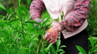 茶叶采摘季：品味自然鲜香，领略茶韵之美