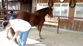 Pferdeerziehung - Pferdekommunikation und Training
