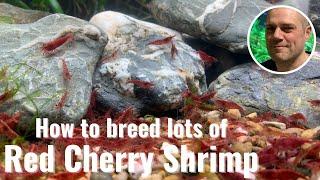 Easy Way To Breed Red Cherry Shrimp - IDEAL BEGINNERS BREEDING TIPS!