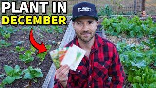 20 Veggies You Can Plant In December RIGHT NOW!