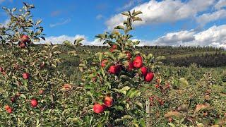 About "Orchard Management: Site Planning & Preparation"