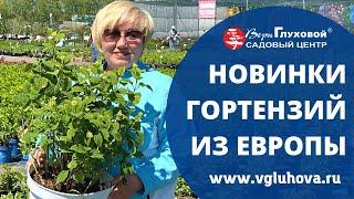 Новинки гортензии из Франции, Бельгии, Нидерландов.