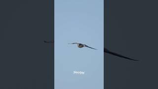 Flying Duck crashes into the water to prevent becoming Peregrine Falcon’s Prey. .. #peregrinefalcon