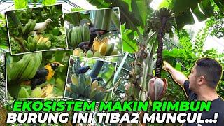 INILAH KEKAYAAN ALAM HUTAN AVIARY..! BURUNG2 INI TIBA2 MUNCUL DIHADAPAN KITA...