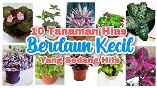 10 Tanaman Hias Berdaun Kecil Yang Sedang Hits di Tahun 2021