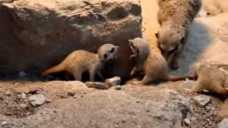 Suricate (Suricata suricatta)