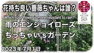 雨のエンジョイローズちっちゃい'sガーデンです。雨でも花持ちの良い品種やそうでも無い品種をご紹介します。