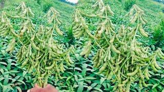 Soybean ki kheti | Agriculture | farming | Soybean ki kheti kab aur kaise kare