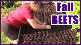 Beets | Fall Garden Planning And Planting
