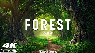 Forest 4K • Nature World Serenity • Peaceful Relaxing Music • 4k Video UltraHD