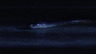 How an Indian Krait Snake can Kill you in your Sleep | BBC Earth