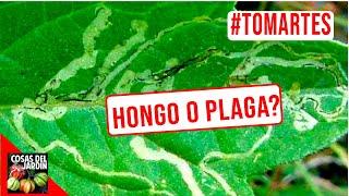 GUSANO MINADOR Y TUTA ABSOLUTA - #TOMARTES EP. 19