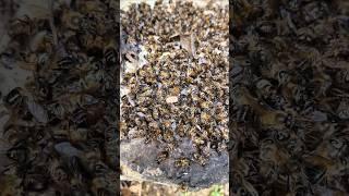 Strange disease occurs in honey bee hives