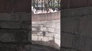 Чижик-Пыжик.(Санкт-Петербург)
