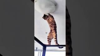 funny cats  episode 286 #shorts