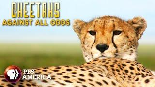 Cheetahs Against All Odds (2008) | Full Documentary