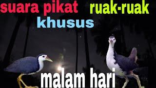 SUARA PIKAT RUAK-RUAK ||KHUSUS MALAM HARI