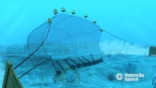 How Seafood is Caught: Bottom Trawling