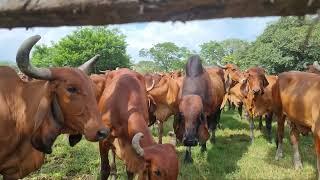 Hacienda Santa Clara, Una ganadería de abolengo