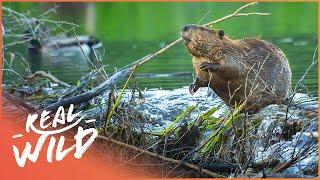 Why Do Beavers Build Dams? Nature's Engineers (Wildlife Documentary) | Natural Kingdom | Real Wild