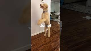 Poodle Jump. Those bacon treats are highly motivating.