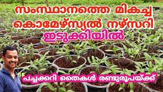 cr hitech nursery #C R HI TECH VEGETABLE NURSERY (IDUKKI) #best commerce nursery in kerala #kl06 far