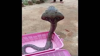 King Cobra #jaimahakal