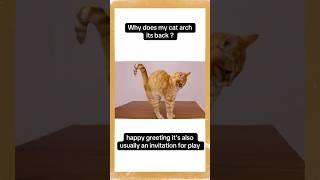 Why does my cat arch its back ? #cat #catsfacts #yourcat #catsshorts #youtubeshorts #pets #catslove