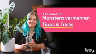 Monstera vermehren – Stecklinge abtrennen: So einfach geht's | feey 