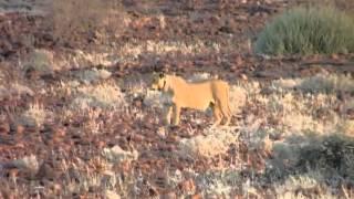 Salif Keita   Donsolou LEnfant Lion