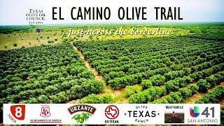 El Camino de Olivos … a través de la frontera Texas y México con conexión histórica con España