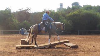 Australian Extreme Cowgirls Virtual Show Round 2 - Int. Over 18 - Ashir Kol & Rooster Like a Diamond