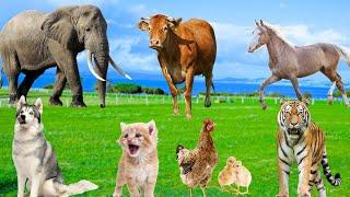 Animal Sound Collection - Tiger, Elephant, Cow, Dog, Chicken, Horse, Duck, Cat