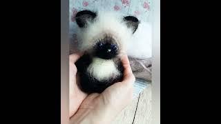 вязанный сиамский кот.handmade.игрушка - сувенир