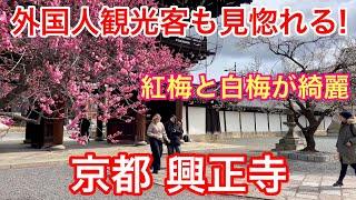 2025年3月6日 外国人観光客も見惚れる️紅梅と白梅の咲く京都興正寺を歩く Walking around Koshoji Temple,Kyoto 【4K】