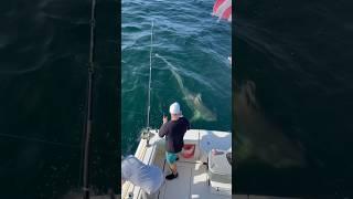 How we caught a shark in Atlantic Ocean  #fishing #ocean #shark