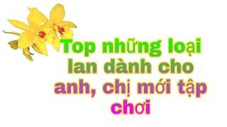 Top những loại lan dành cho anh, chị mới tập chơi |Rất dễ trồng và dễ ra hoa|