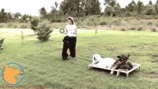Lexi Hayden's FINE-TUNED CANINES - Naples Florida dog training