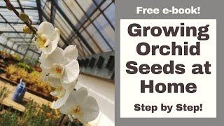 How to Grow Orchid Seeds at Home like a PRO