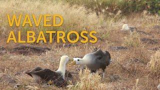 Waved Albatross