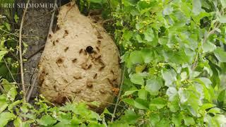 European Hornets build a huge nest | モンスズメバチの巣作り | 4K