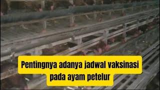 penting, adanya jadwal vaksinasi pada ayam petelur||Nabil farm