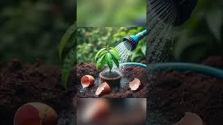 Easy and fast method to grow and plant mango fruit trees with watermelon stimulation. #gardening