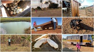 MANHÃ DE DOMINGO NO SÍTIO| DE VOLTA A ROTINA AQUI NA FAZENDA 